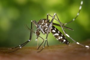Nejvíce nebezpečný komár