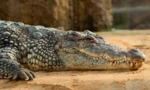 Krokodýl - tichý zabiják
