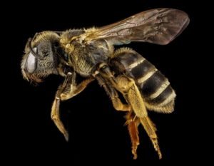 Smrtící včela
