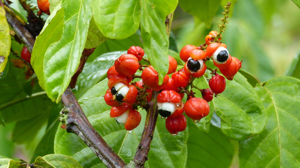 Guarana