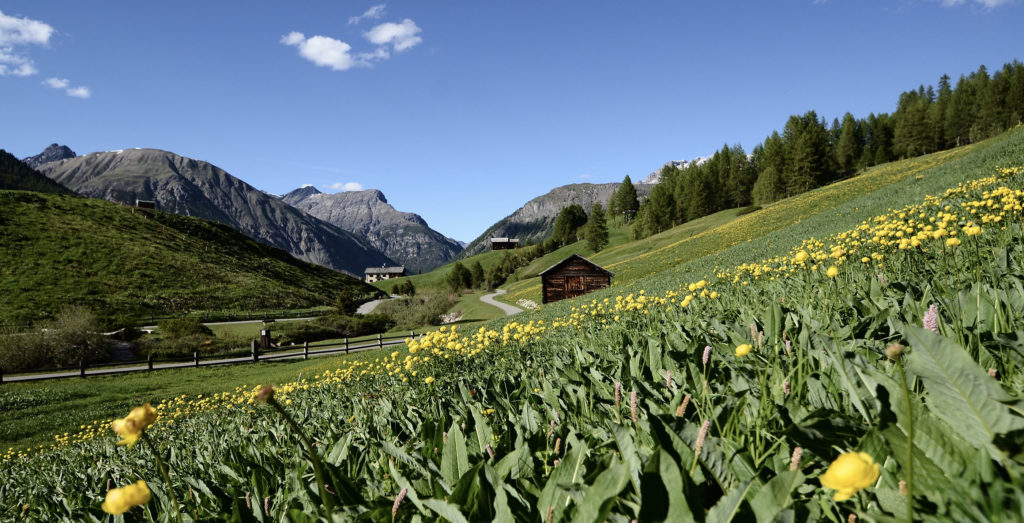 Alpská krajina v okolí Livigna