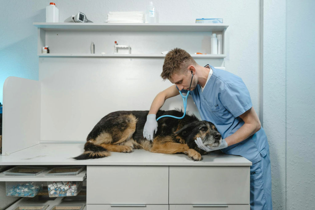 Pes u veterináře
